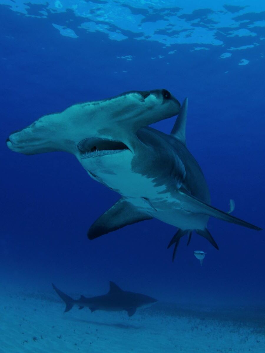 33_Galapagos Hammerhead shark 1 (1) travel-landscape-10