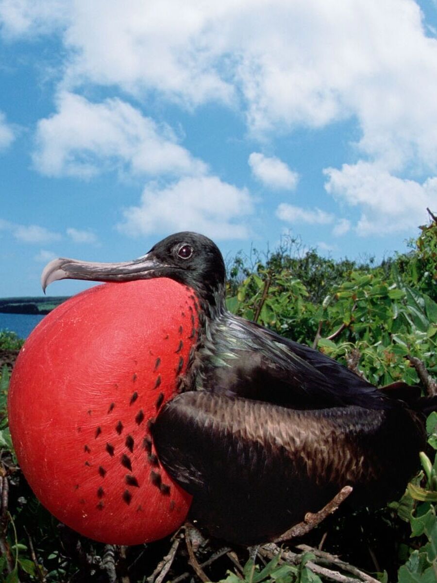 explore-basic-insitincts-frigatebird-11 (1) travel-landscape-08