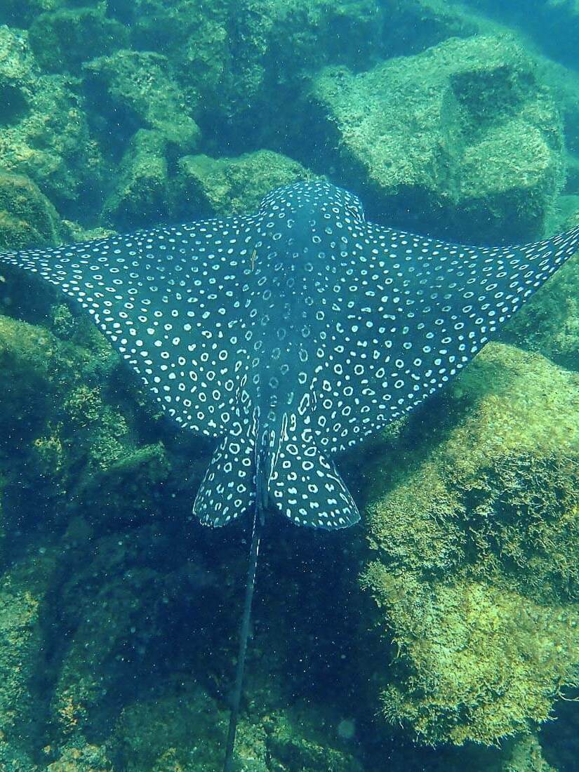 los-tuneles-tour-snorkeling-isabela-galapagos-6 (1) travel-landscape-10